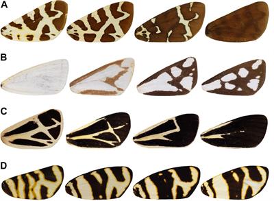 The Arctiid Archetype: A New Lepidopteran Groundplan